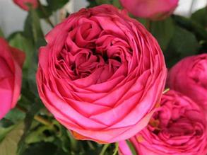Корни роз сорт "Пинк Пиано", открытая корневая