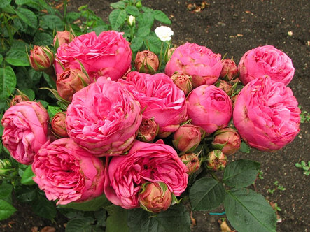 Корни роз сорт "Пинк Пиано", открытая корневая, фото 2