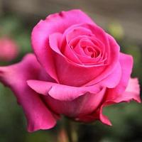 Корни роз сорт "Пинк Флойд", открытая корневая