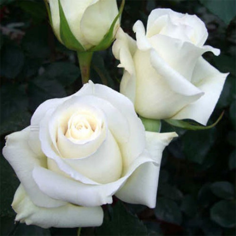 Корни роз сорт "Поло",открытая корневая - фото 1 - id-p56373784