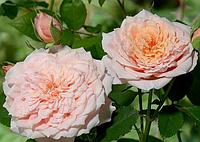 Корни роз сорт "Поль Бокюз",открытая корневая