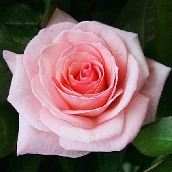 Корни роз сорт "Пинк Охара", открытая корневая - фото 1 - id-p56373793