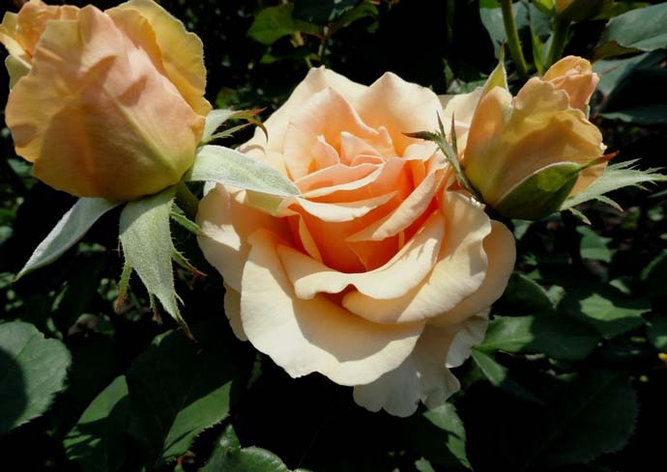 Корни роз сорт "Примадонна", открытая корневая, фото 2