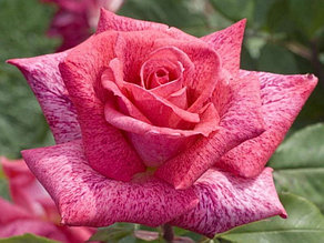 Корни роз сорт "Пьер Карден", открытая корневая