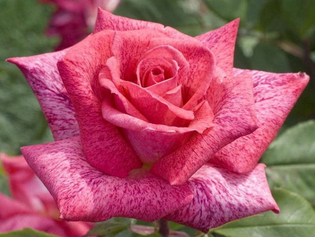 Корни роз сорт "Пьер Карден", открытая корневая, фото 2