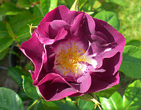 Корни роз сорт "Рапсоди ин Блю", открытая корневая