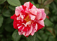 Корни роз сорт "Рэйчел Луиз Моран", открытая корневая