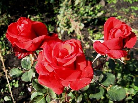 Корни роз сорт "Ред Берлин", открытая корневая, фото 2