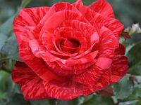 Корни роз сорт "Ред Интуишн", открытая корневая
