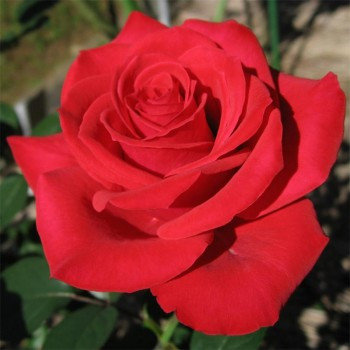Корни роз сорт "Ред Париж", открытая корневая, фото 2
