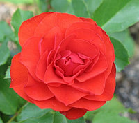 Корни роз сорт "Ремембранс",открытая корневая