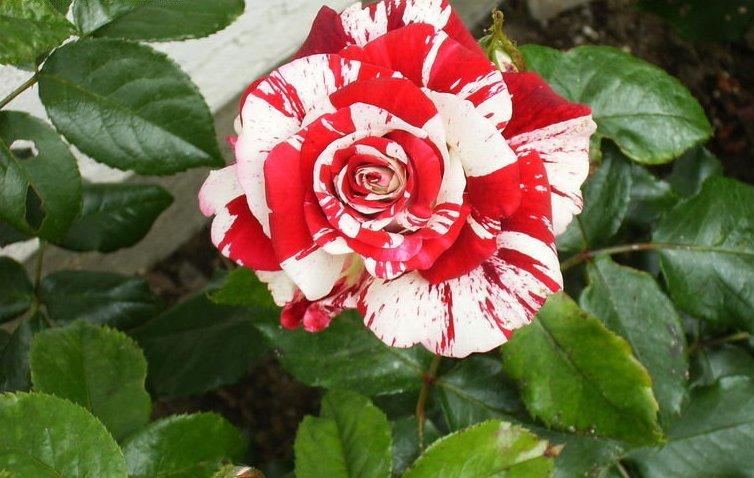 Корни роз сорт "Рок-н-ролл",открытая корневая - фото 1 - id-p56381175