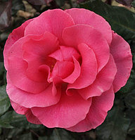 Корни роз сорт "Романс", открытая корневая