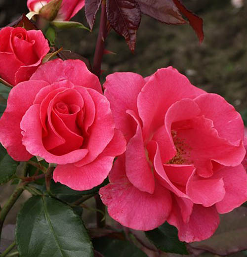 Корни роз сорт "Романс", открытая корневая - фото 2 - id-p56381184