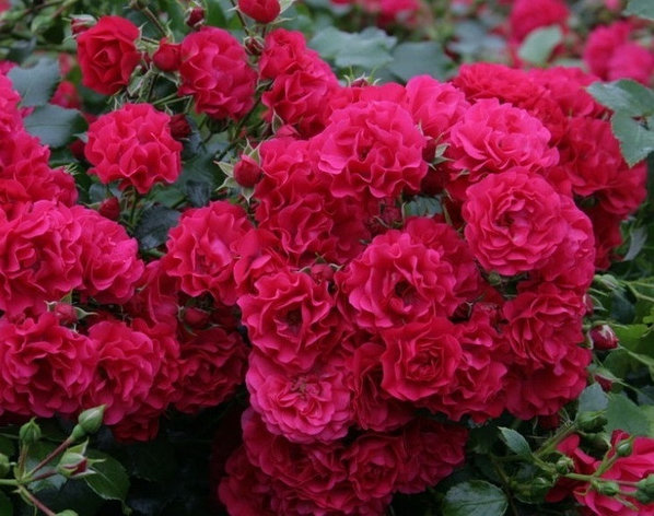 Корни роз сорт "Гартенфройде", открытая корневая, фото 2