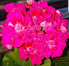 Fee Cerise Polina / укор.черенок