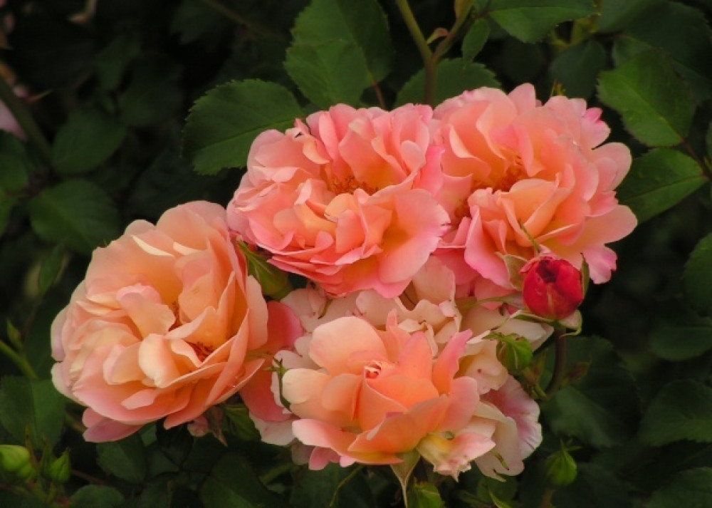 Корни роз сорт "Кубана"