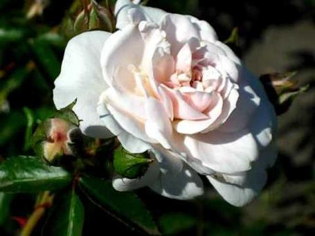 Корни роз сорт "Лавли Мейян", фото 2