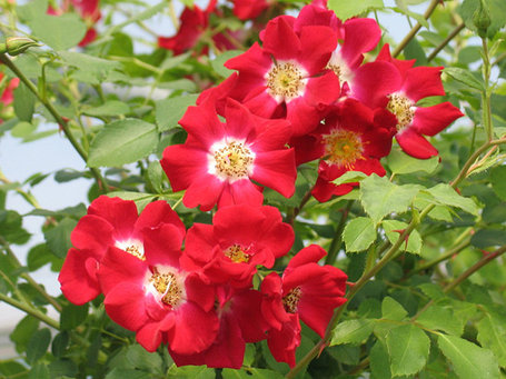 Корни роз сорт "Руж Мейяндекор", фото 2
