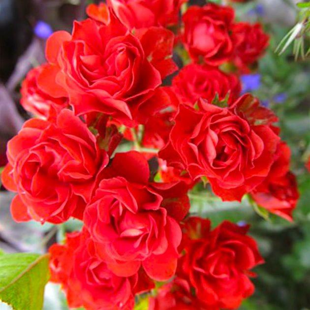 Корни роз сорт "Скарлет Мейяндекор" - фото 1 - id-p56381764