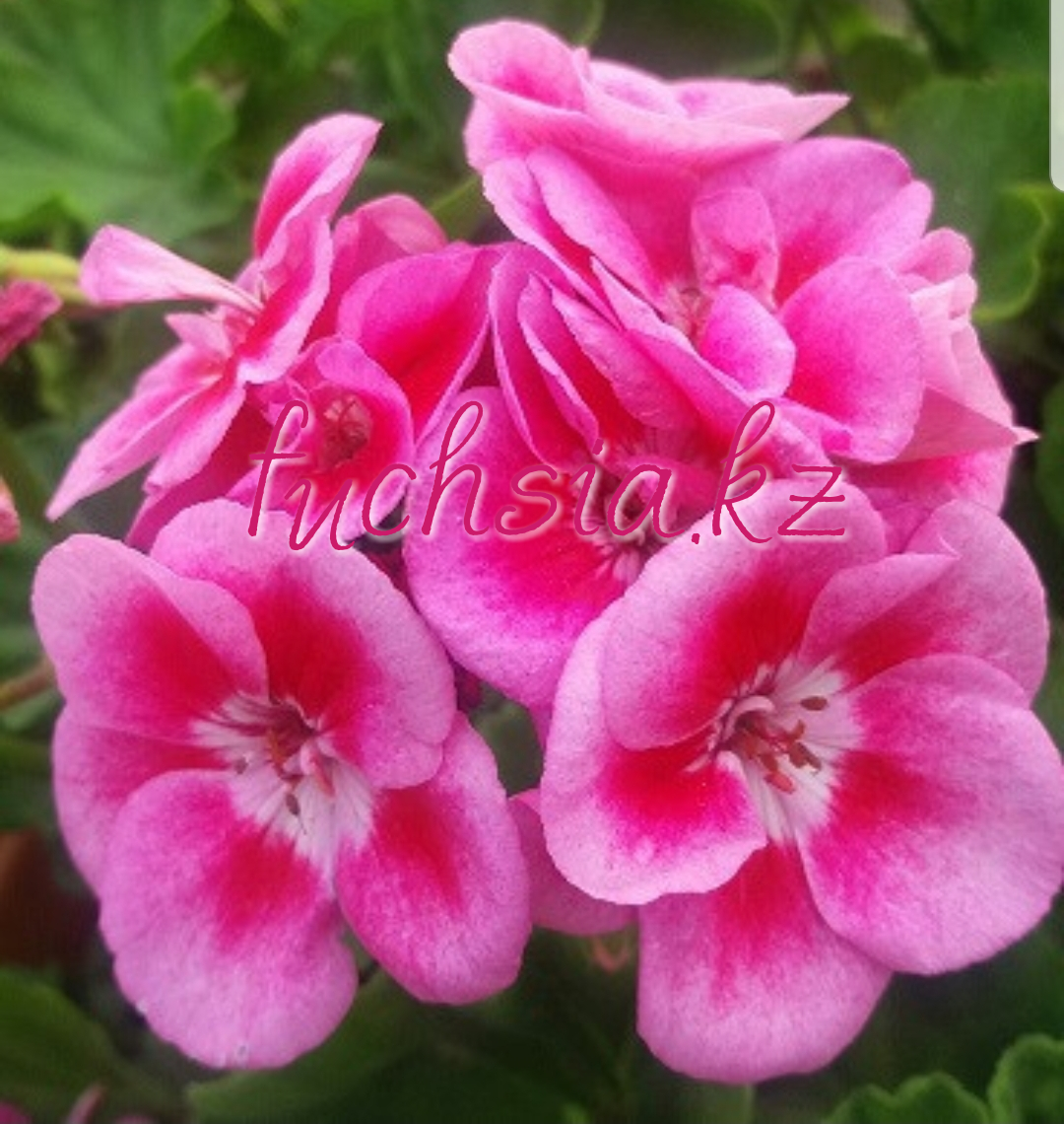 Pac Flower Fairy Rose / укор.черенок