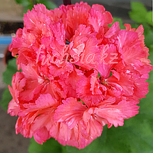 Fluffy /гвоздикоцветная