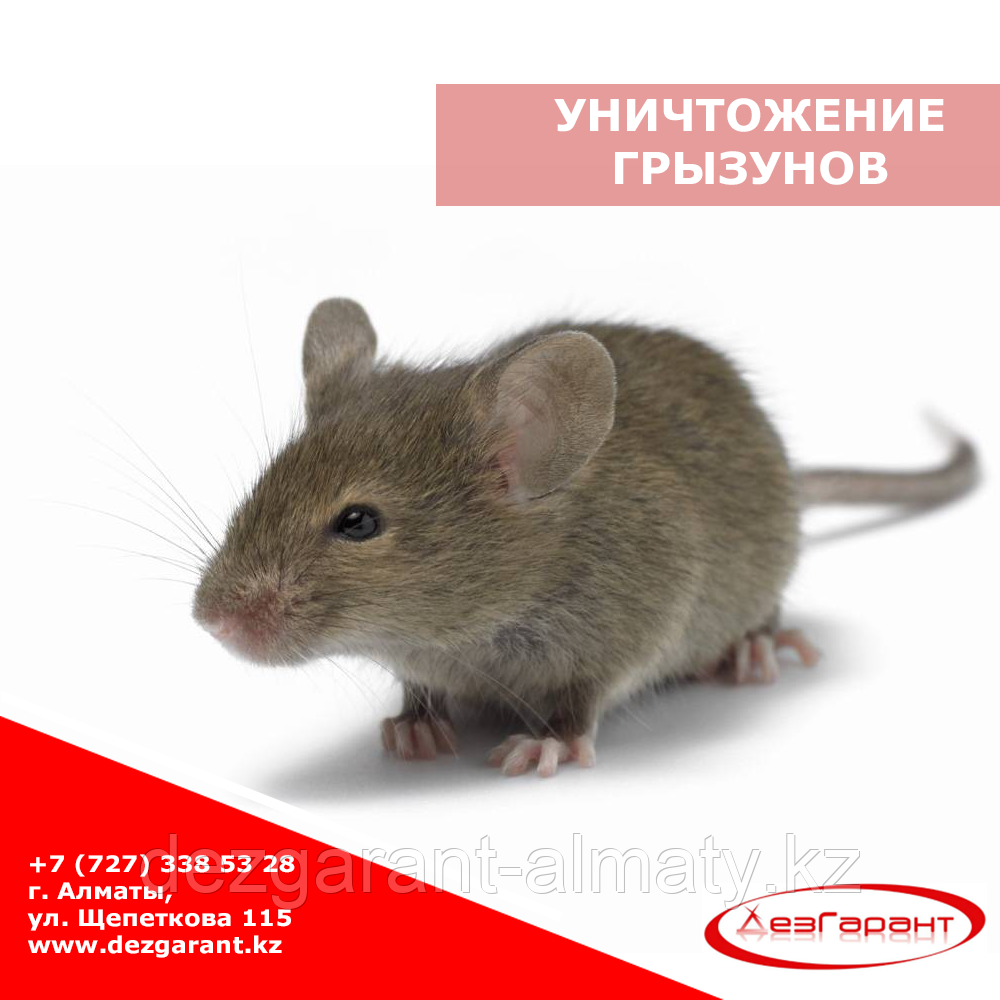 Уничтожение крыс и мышей в Алматы