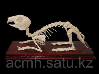 Модель скелета кролика - фото 2 - id-p56517991