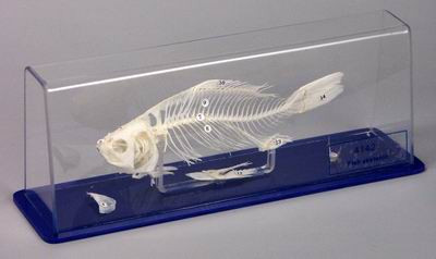 Скелет костистой рыбы - фото 1 - id-p56518033