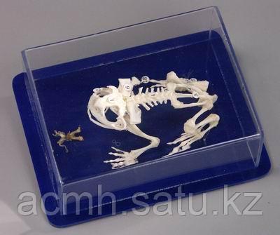 Модель скелета лягушки - фото 2 - id-p56518093