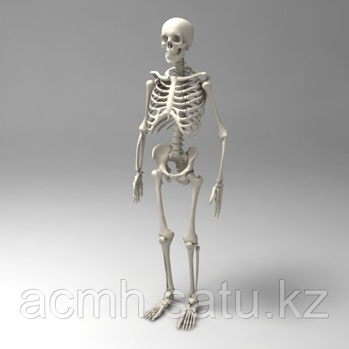 Модель скелета человека - фото 2 - id-p56518133