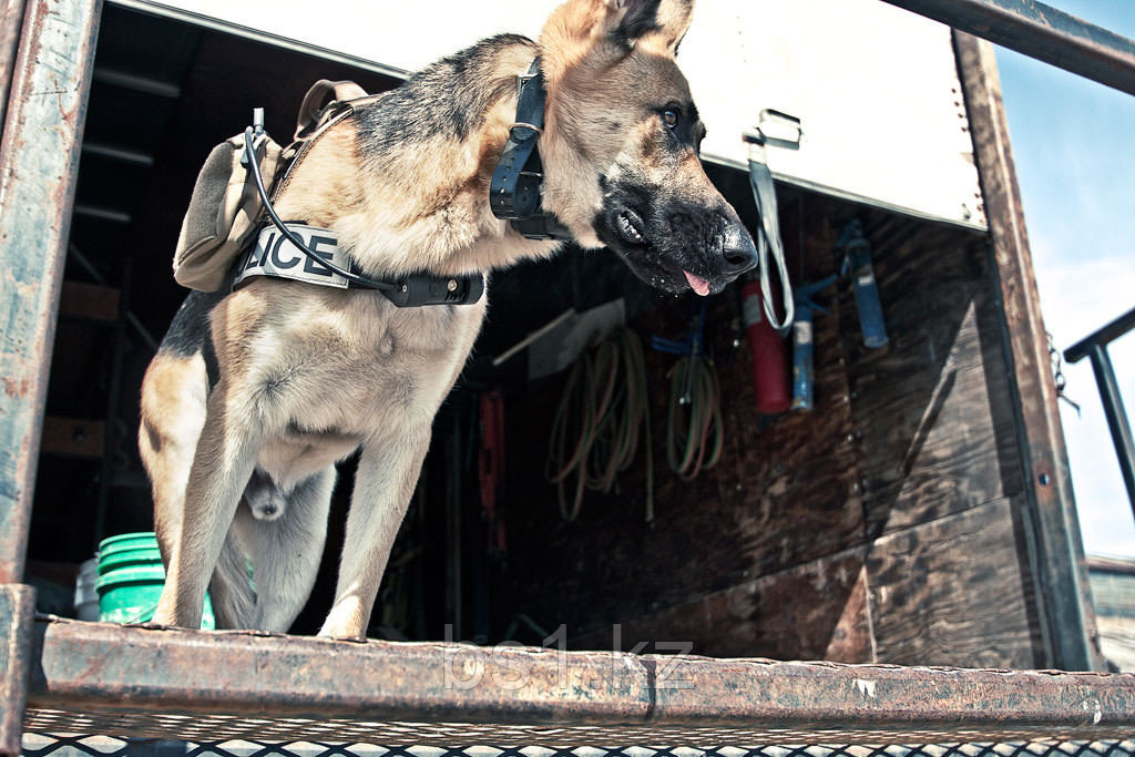 K-9 Chest Mounted Camera - фото 2 - id-p56511082