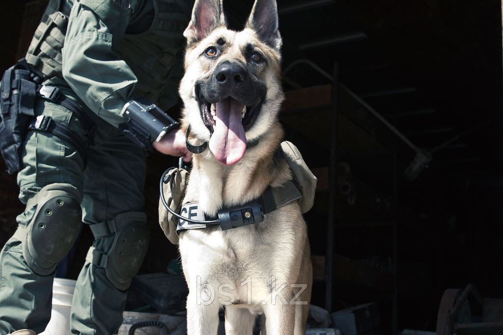 K-9 Chest Mounted Camera - фото 3 - id-p56511082