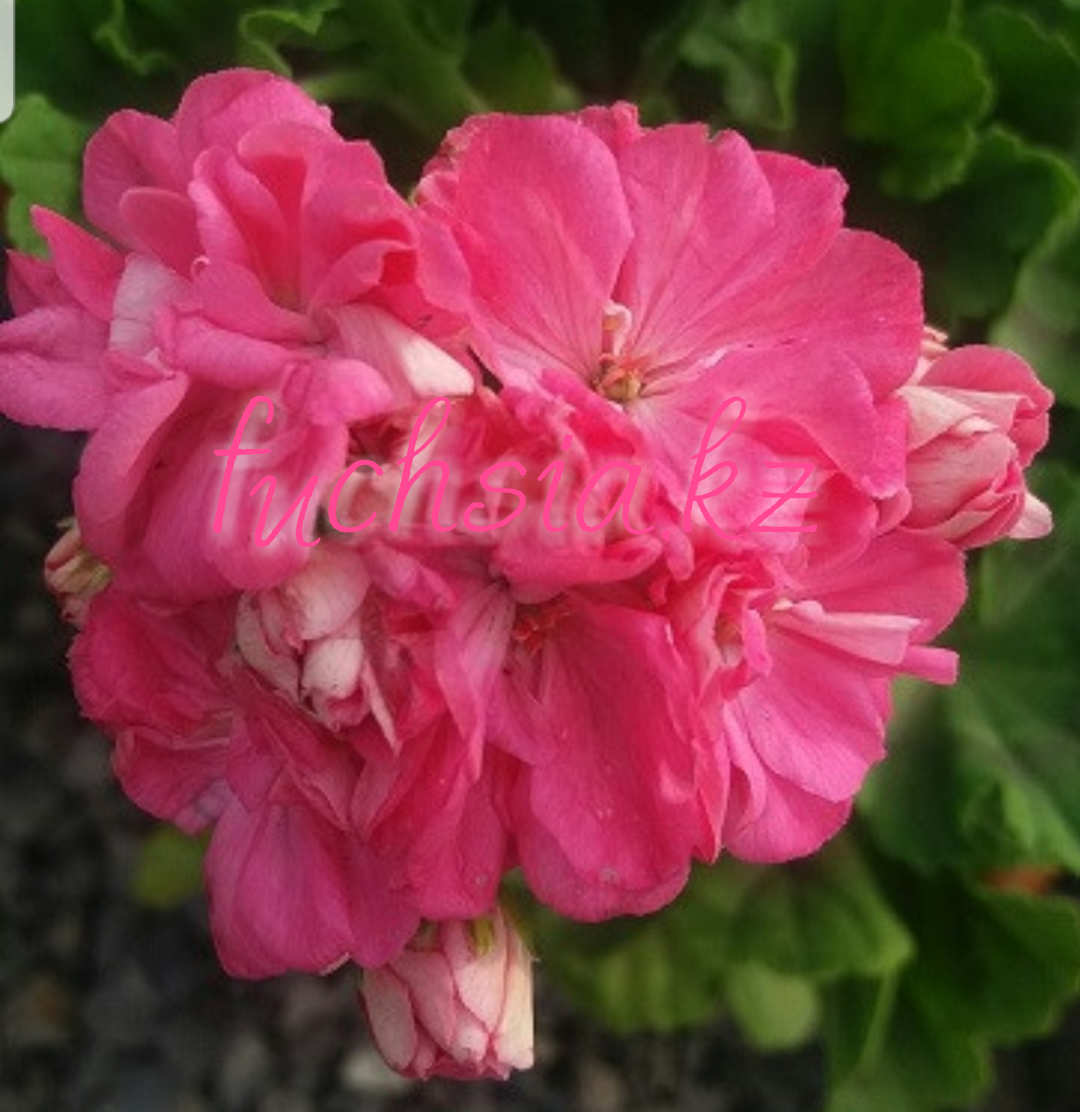 Sandalex Selma / укор.черенок