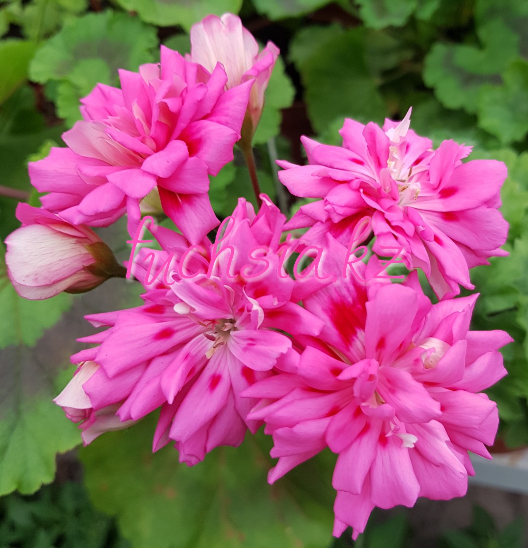 Unicorn Zonartic Rose /зонартик / укор.черенок