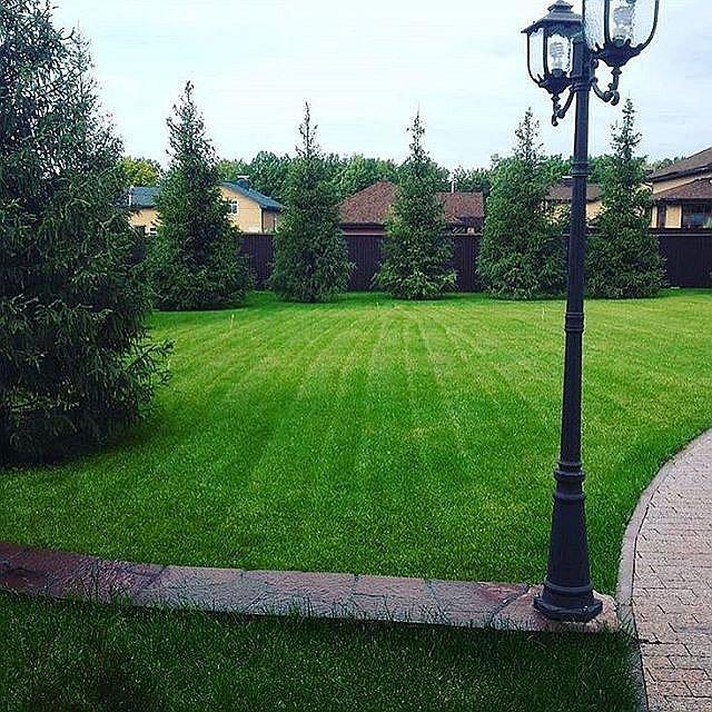 Посадка деревьев крупномеров