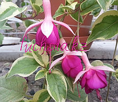 Dumo / укор.черенок