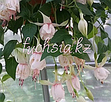 Elsy de Paw / укор.черенок, фото 2