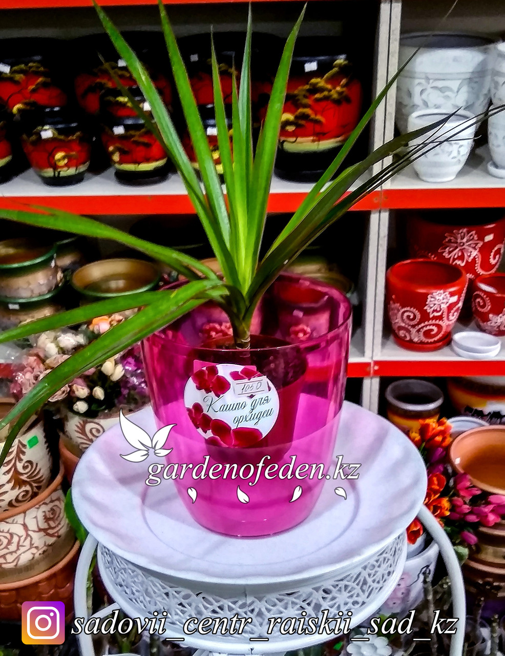 Пластиковое Кашпо Орхидея. Цвет: Фиолетовый. Объем: 1.5л - фото 2 - id-p56708925