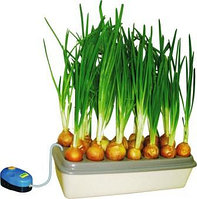 "Луковое счастье"  Домашняя установка для выращивания зеленого лука