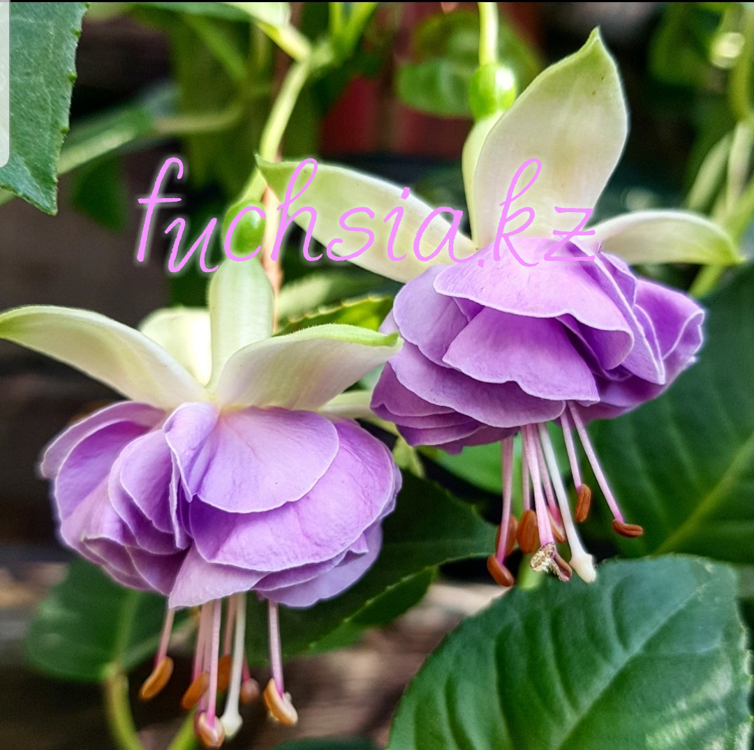 Фуксия leon pauwels. Фуксия ленни. Фуксия heidi anne. Ленни эрвин. Фуксия сорт ленни эрвин.