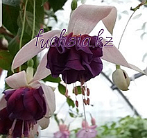 Mabejo/ укор.черенок