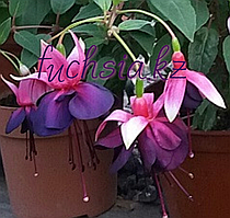 Maxima / укор.черенок