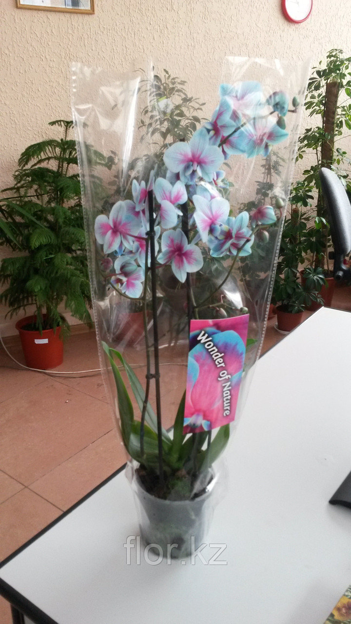 Голубая орхидея!