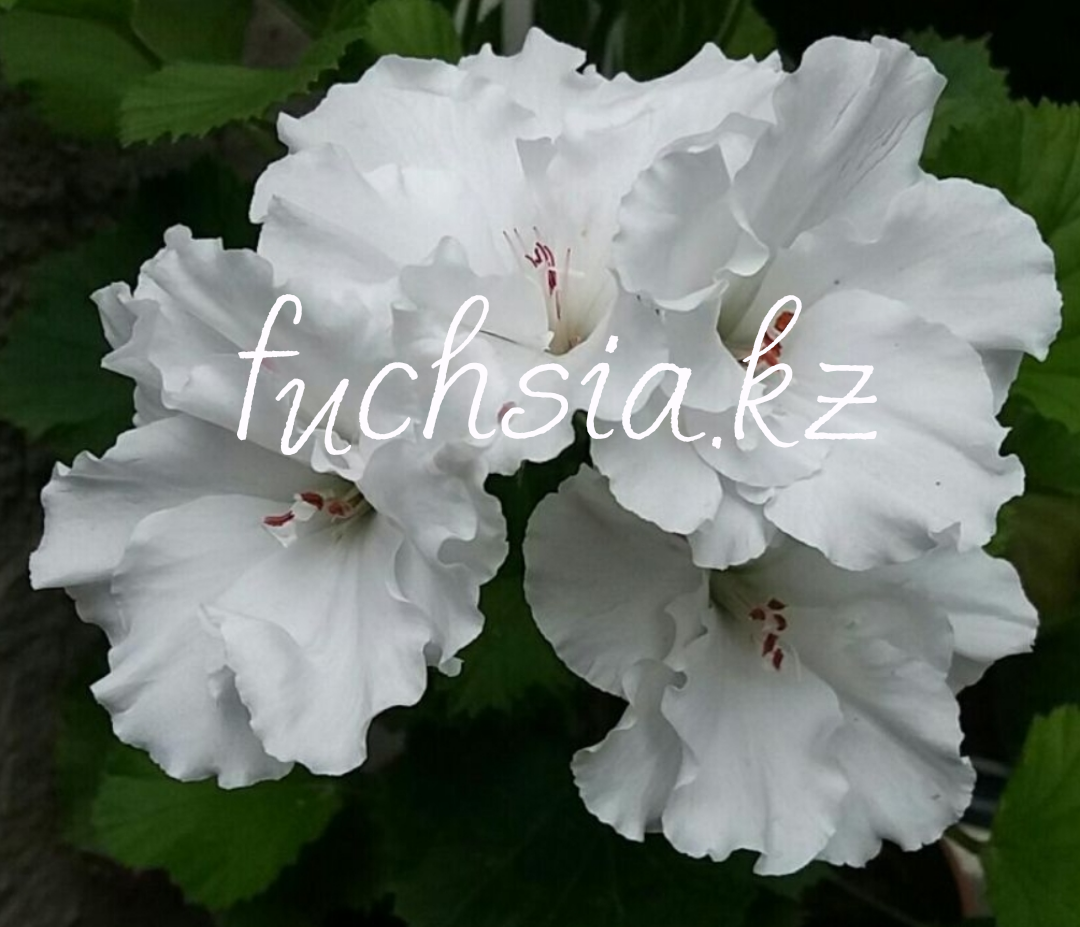 Double White / укор.черенок