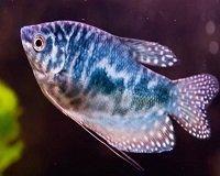 Рыба аквариумная морская и пресноводная