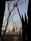 Спил обрезка кронирование деревьев, фото 4