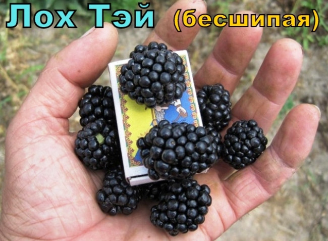 Ежевика сорт Лох Тэй