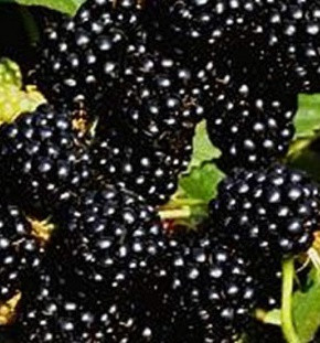 Ежевика сорт Orcan