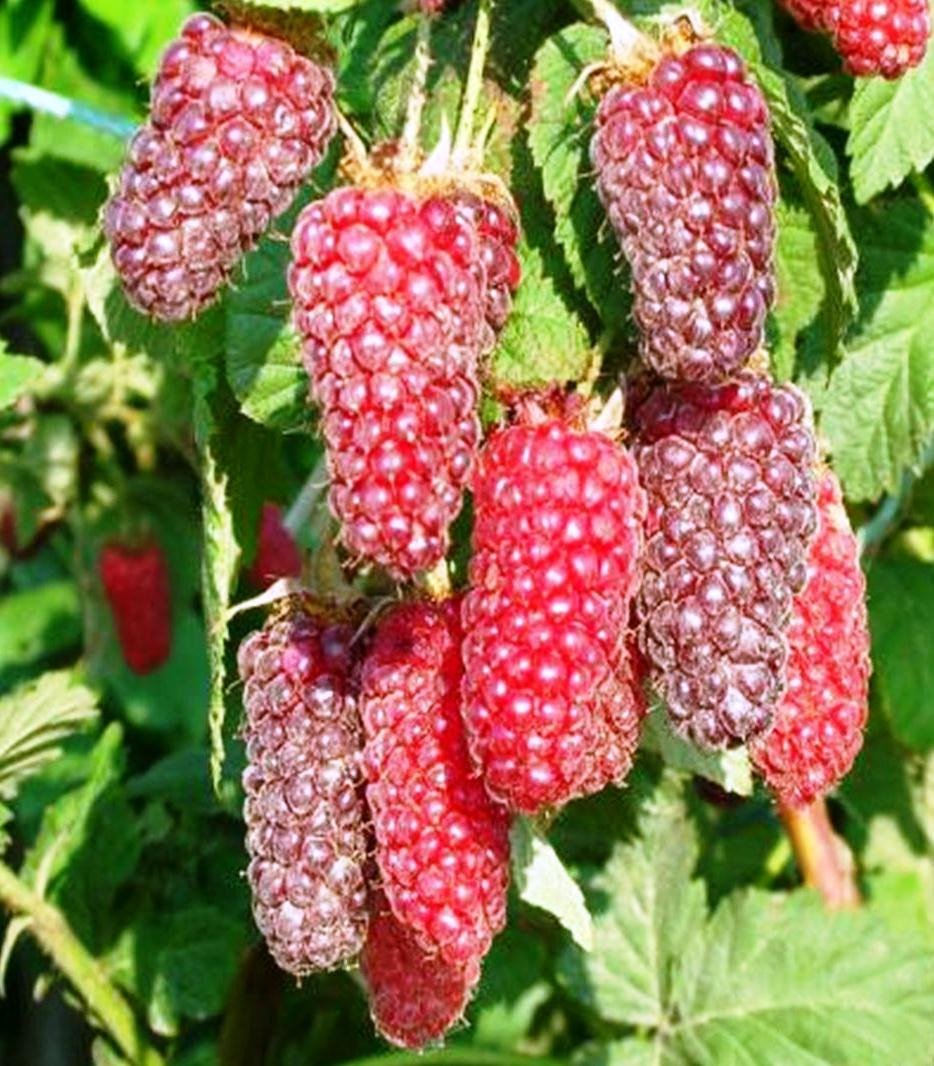 Ежемалина сорт Tayberry